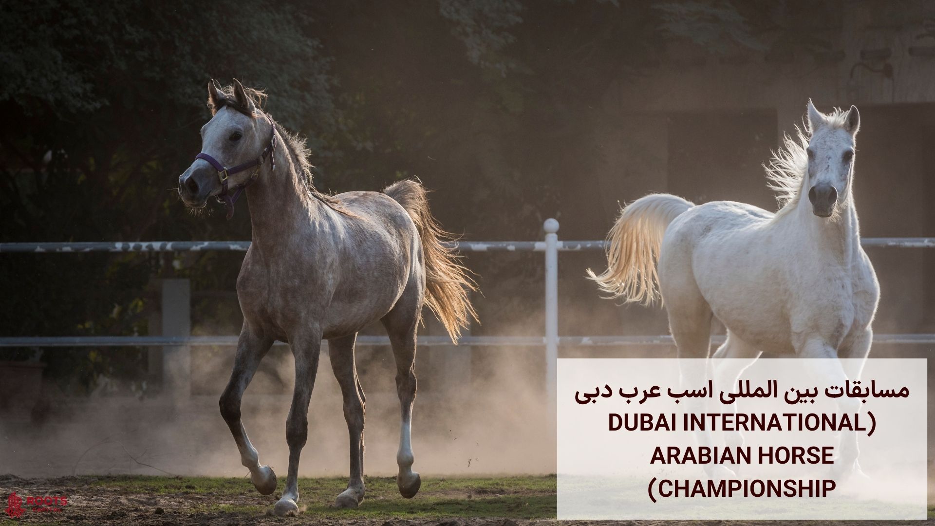 مسابقات بین المللی اسب عرب دبی (Dubai International Arabian Horse Championship)